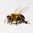 Sthebee's avatar